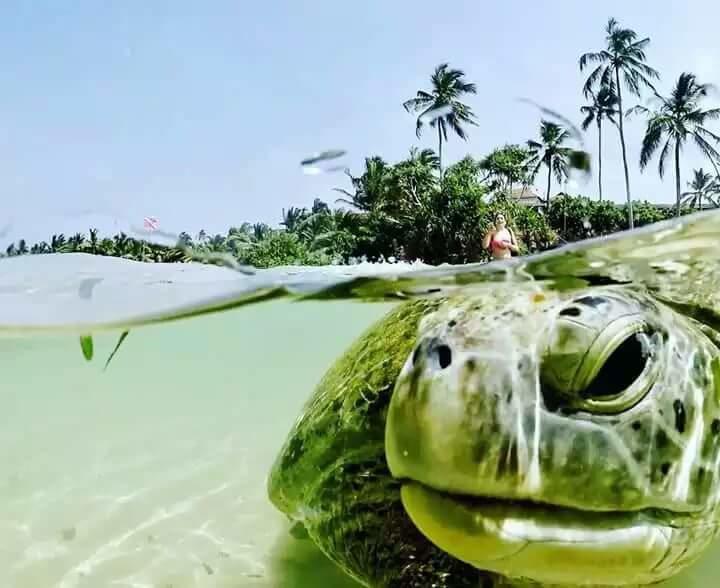 Deutsche Villa Hikkaduwa Buitenkant foto